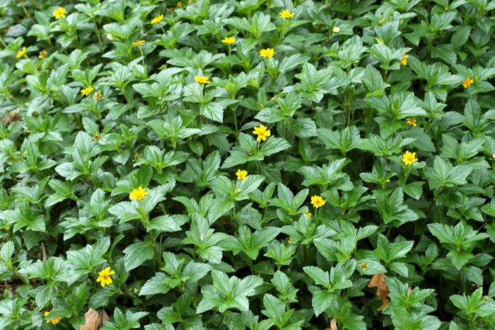 Wedelia - Wedelia trilobata from 93 Nursery