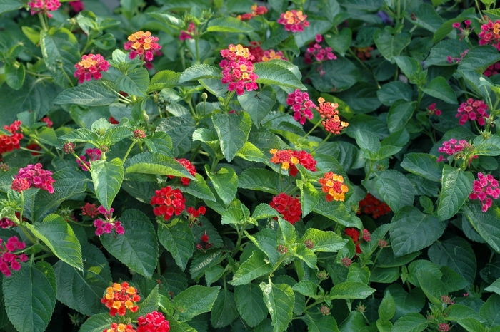 'Confetti™' Spreading Lantana - Lantana camara from 93 Nursery