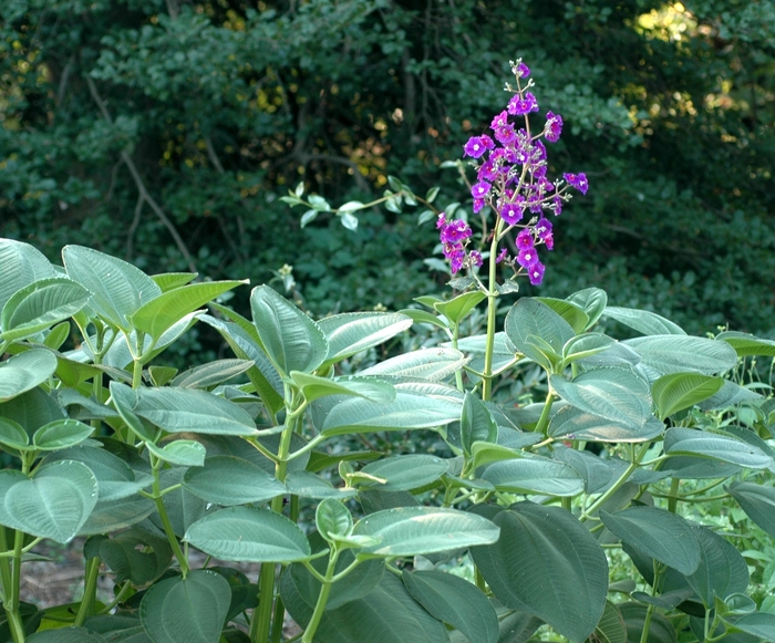 Large Leaf Princess Flower - Tibouchina grandifolia from 93 Nursery