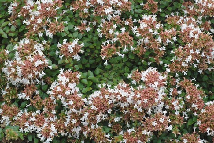 'Rose Creek' Glossy Abelia - Abelia x chinensis from 93 Nursery