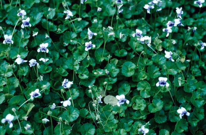 Australian Violet - Viola hederacea from 93 Nursery