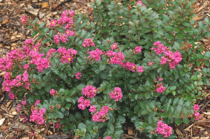 'Pocomoke' Crape Myrtle - Lagerstroemia indica from 93 Nursery