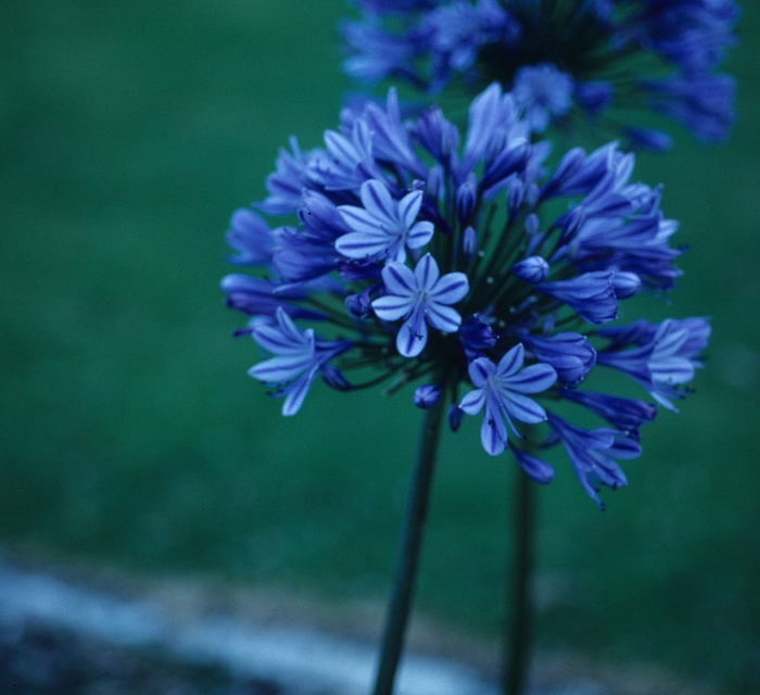 'Peter Pan' African Lily - Agapanthus from 93 Nursery