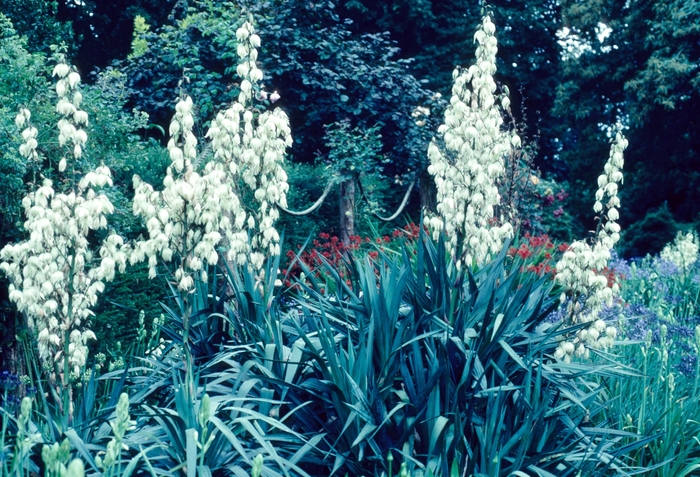 Soft Leaf Yucca - Yucca recurvifolia from 93 Nursery