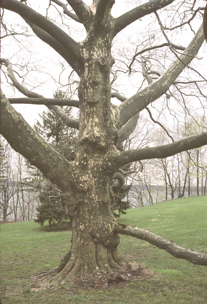 London Planetree - Platanus x acerifolia from 93 Nursery