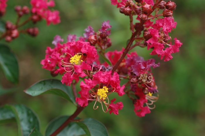 Crape Myrtle Dynamite - Lagerstroemia indica 'Dynamite' from 93 Nursery