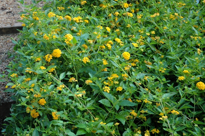  Lantana 'New Gold' - Lantana camara from 93 Nursery