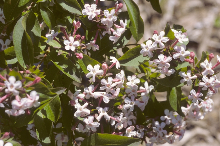 Glossy Abelia - Abelia mosanensis from 93 Nursery