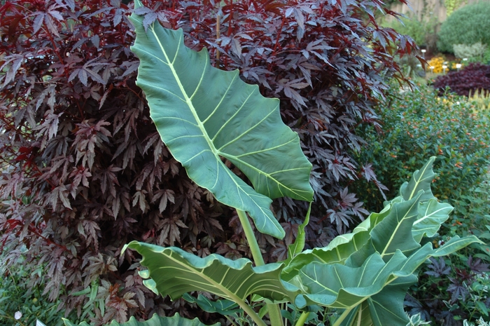 Alocasia Regal Shields - Alocasia from 93 Nursery