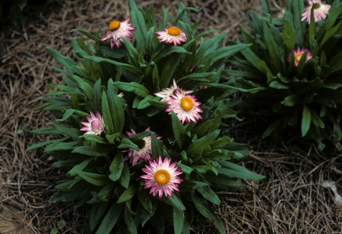 'Sundaze® Pink' Strawflower - Bracteantha bracteata from 93 Nursery