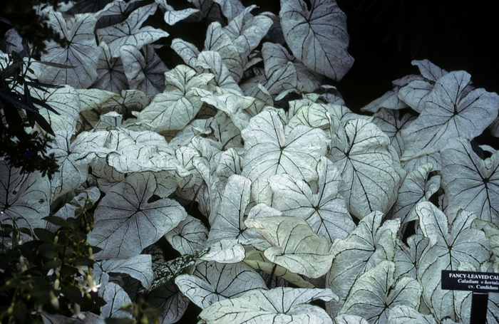 'Allure' Caladium - Caladium bicolor from 93 Nursery