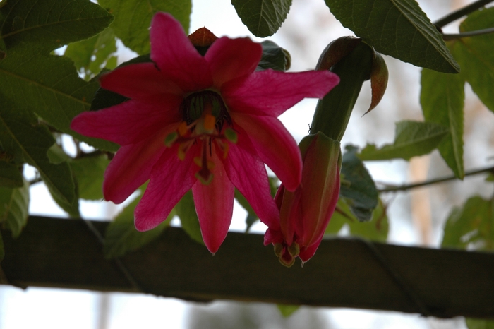 Red Passion Flower - Passiflora from 93 Nursery