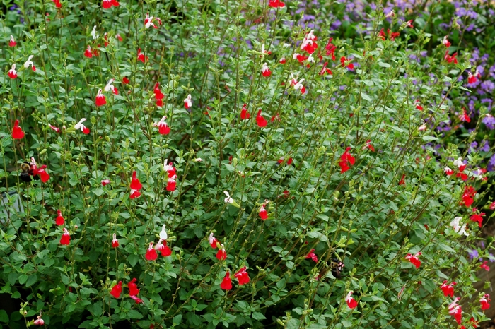 'Hot Lips' Sage - Salvia microphylla from 93 Nursery