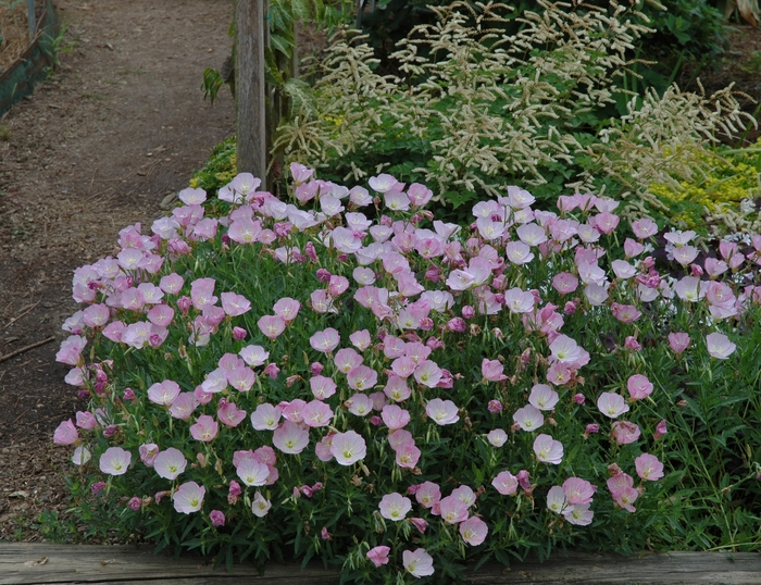 'Twilight' Showy Evening Primrose - Oenothera berlandieri from 93 Nursery