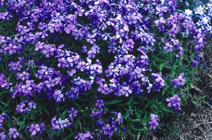 'Louisiana Blue' Woodland Phlox - Phlox divaricata from 93 Nursery