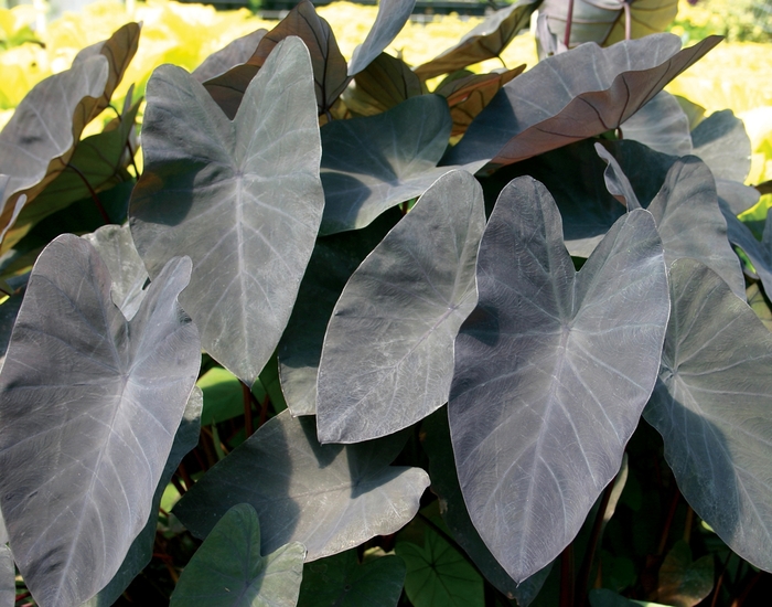 'Black Magic' Elephant Ear - Colocasia esculenta from 93 Nursery