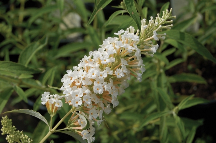 'White Profusion' Butterfly Bush - Buddleia davidii from 93 Nursery