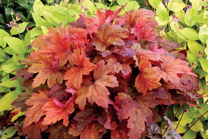 'Sweet Tea' Foamy Bells - Heucherella from 93 Nursery