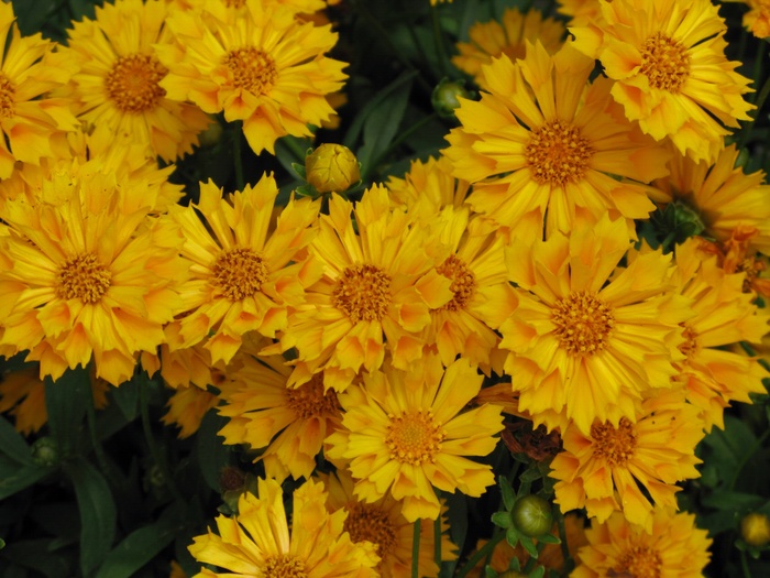 'Jethro Tull' Tickseed - Coreopsis grandiflora from 93 Nursery