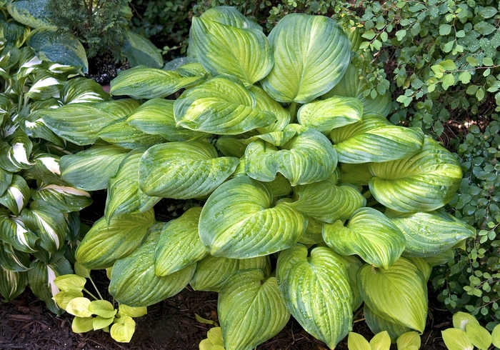 'Guacamole' Hosta - Hosta from 93 Nursery