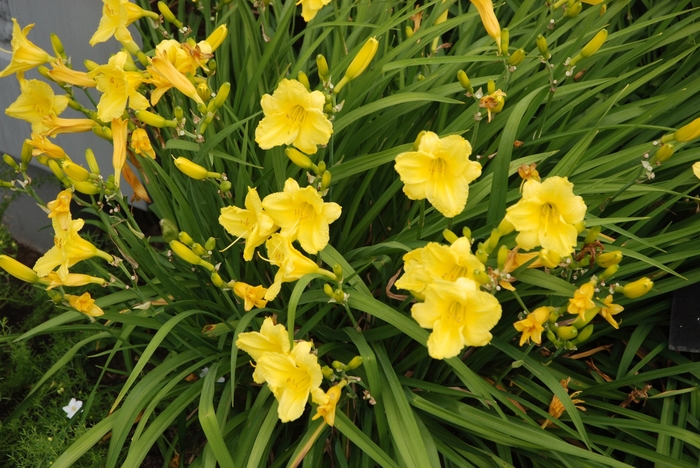 'Happy Returns' Daylily - Hemerocallis from 93 Nursery