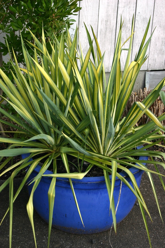 ''Color Guard'' Yucca - Yucca filamentosa from 93 Nursery