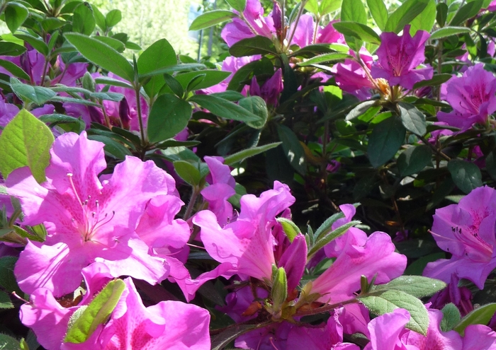 Encore® 'Autumn Royalty®' - Rhododendron (Azalea) from 93 Nursery