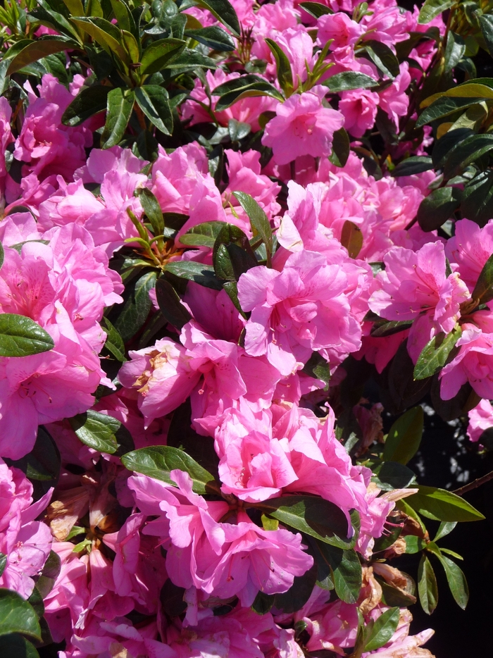 'Pink Ruffle' Azalea - Rhododendron Rutherford hybrid from 93 Nursery