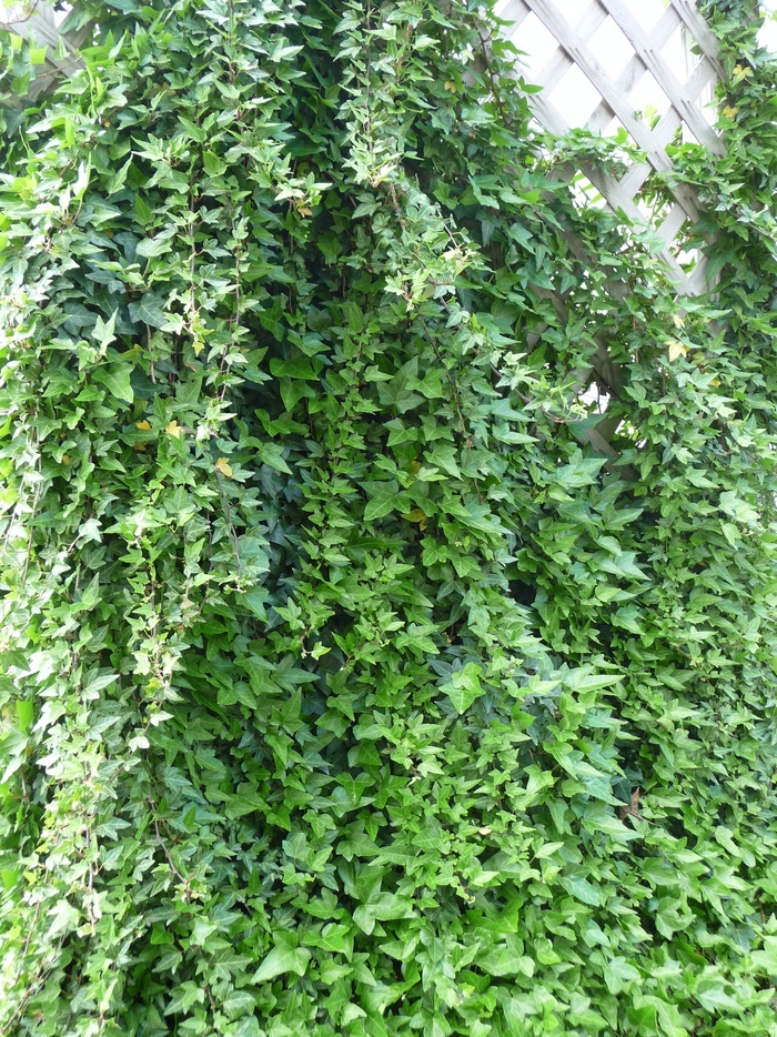 English Ivy - Hedera helix from 93 Nursery