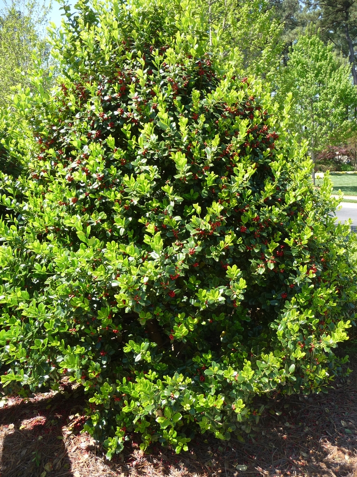 Dwarf Burford Holly - Ilex cornuta 'Burfordii Nana' from 93 Nursery