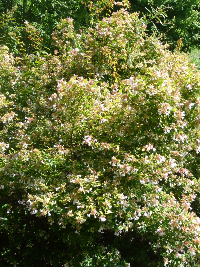 'Francis Mason' Glossy Abelia - Abelia x grandiflora from 93 Nursery