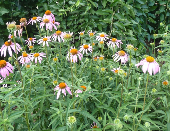 Purple Coneflower - Echinacea purpurea from 93 Nursery