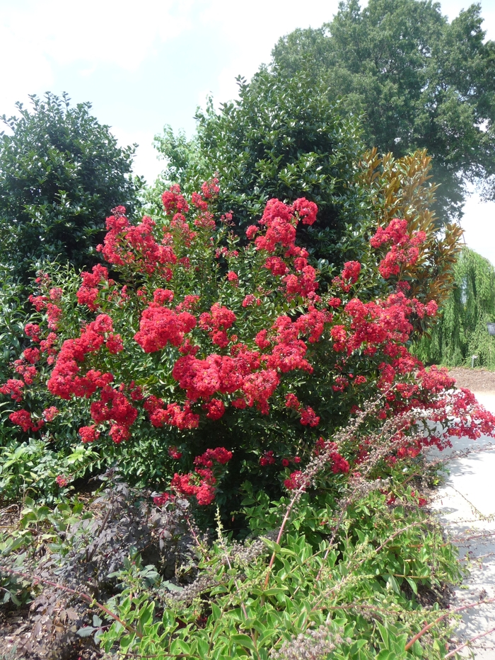 'Red Rocket' Crape Myrtle - Lagerstroemia indica from 93 Nursery