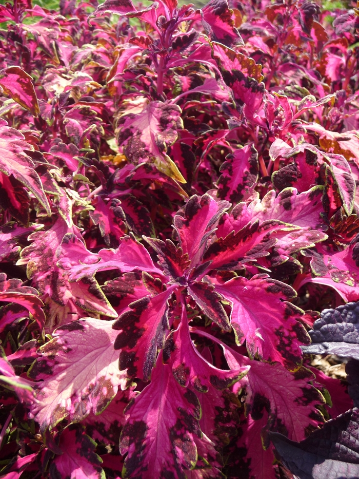 'Carnival' - Coleus from 93 Nursery