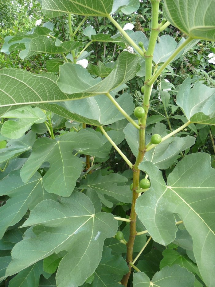 LSU Gold Fig - Ficus carica from 93 Nursery