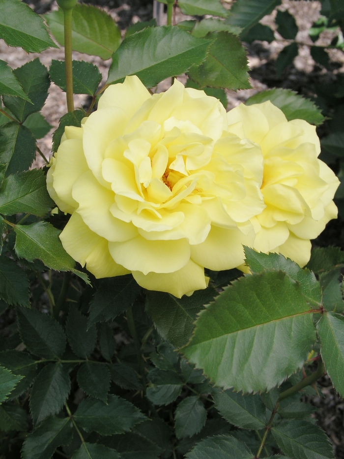 'Sunsprite' Rose - Rosa from 93 Nursery