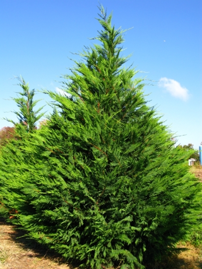 Leyland Cypress - Cupressocyparis leylandii COPY from 93 Nursery