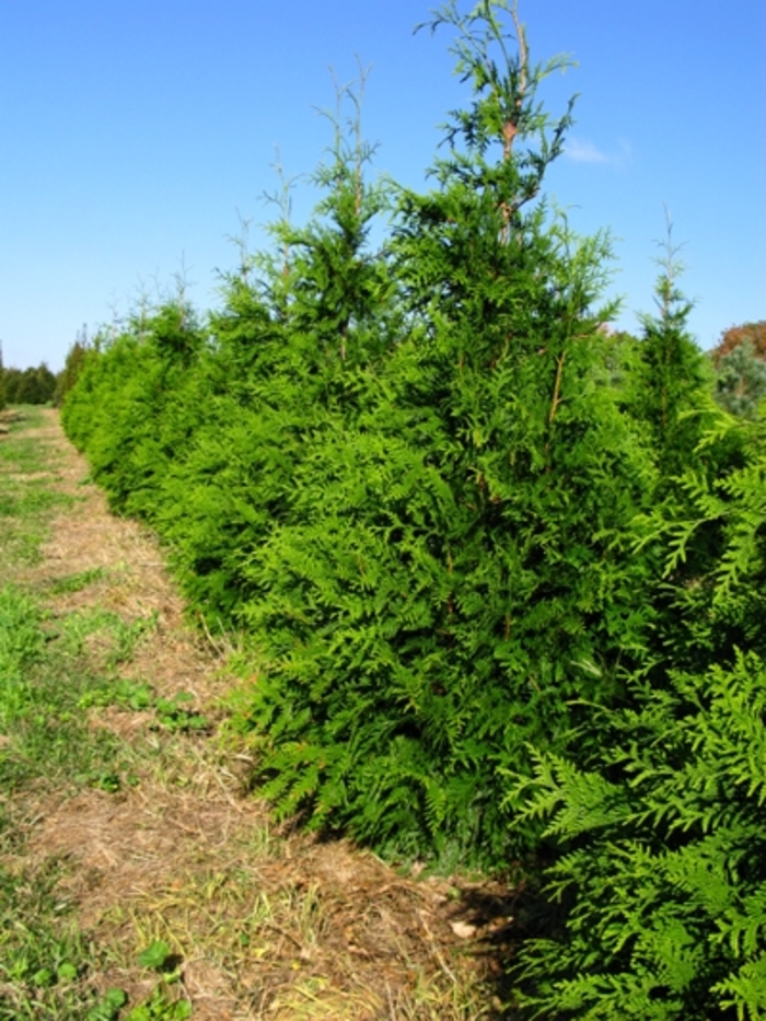 'Green Giant' Giant Arborvitae - Thuja from 93 Nursery