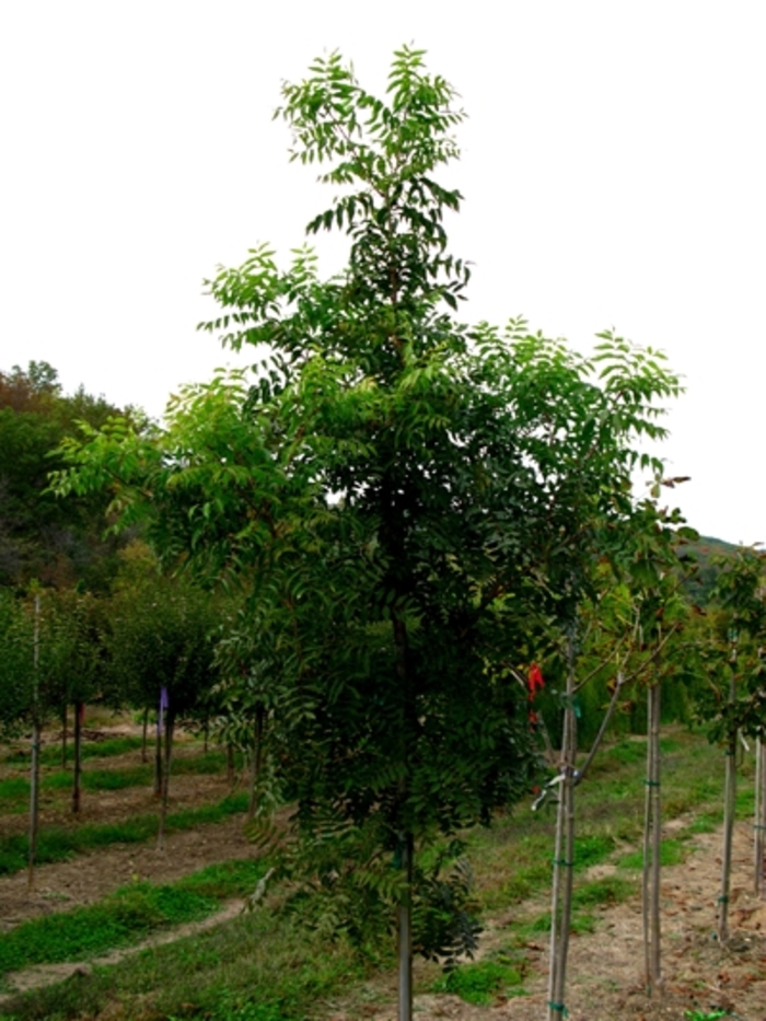 Chinese Pistache - Pistacia chinensis from 93 Nursery