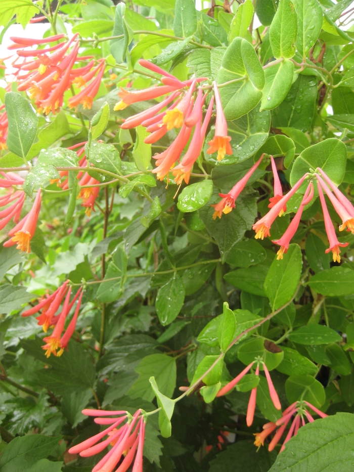 Honeysuckles - Lonicera from 93 Nursery