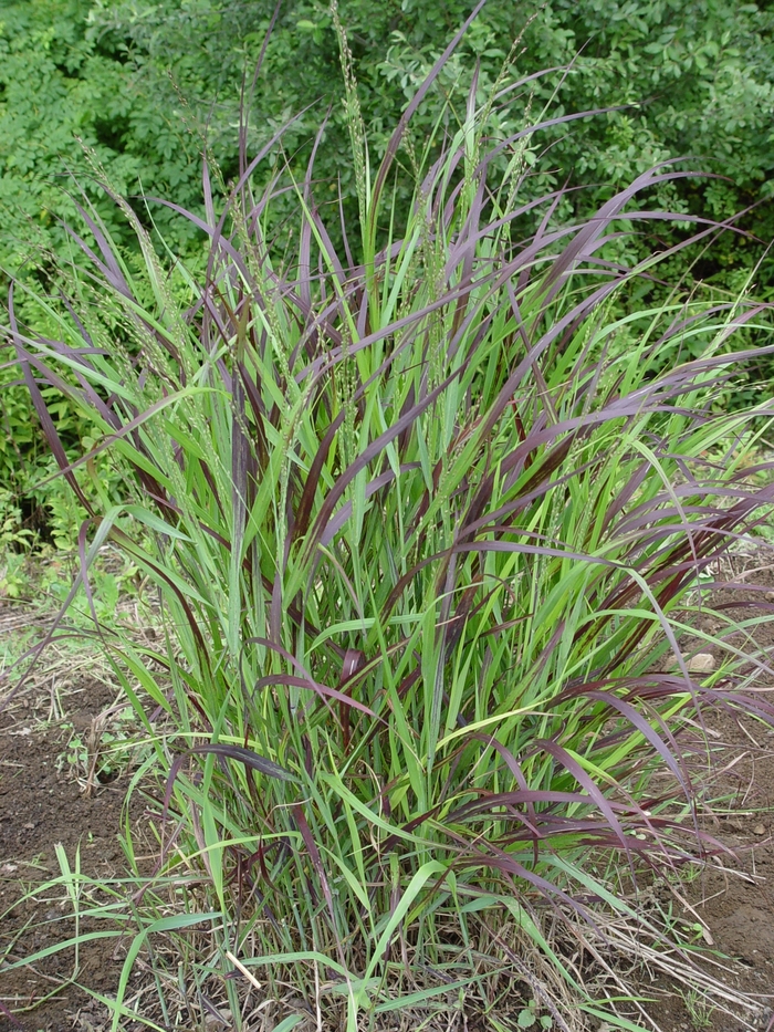 ''Shenandoah'' Switch Grass - Panicum virgatum from 93 Nursery