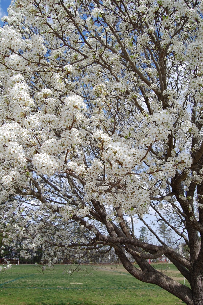 ''Bradford'' Flowering Pear | 93 Nursery