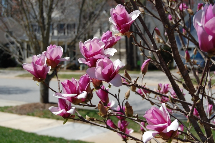 'Ann' - Magnolia from 93 Nursery