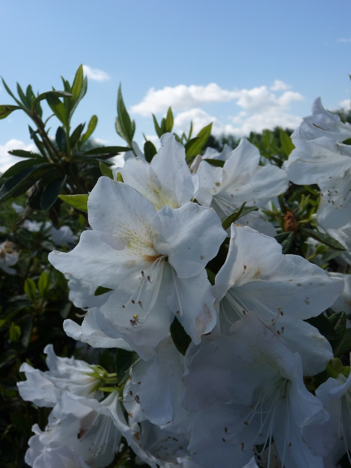 'Mrs. G.G. Gerbing' Azalea - Rhododendron from 93 Nursery