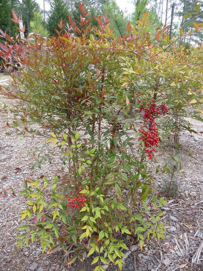 Nandina Compact - Heavenly Bamboo from 93 Nursery