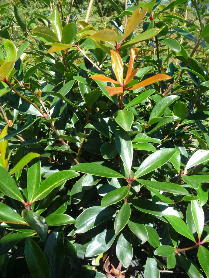 Japanese Cleyera - Ternstroemia gymnanthera from 93 Nursery