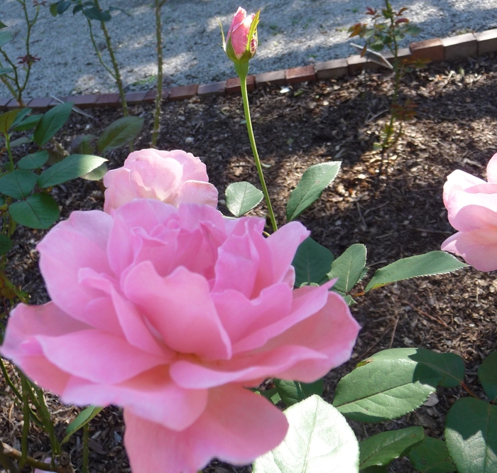 'Queen Elizabeth' Rose - Rosa from 93 Nursery