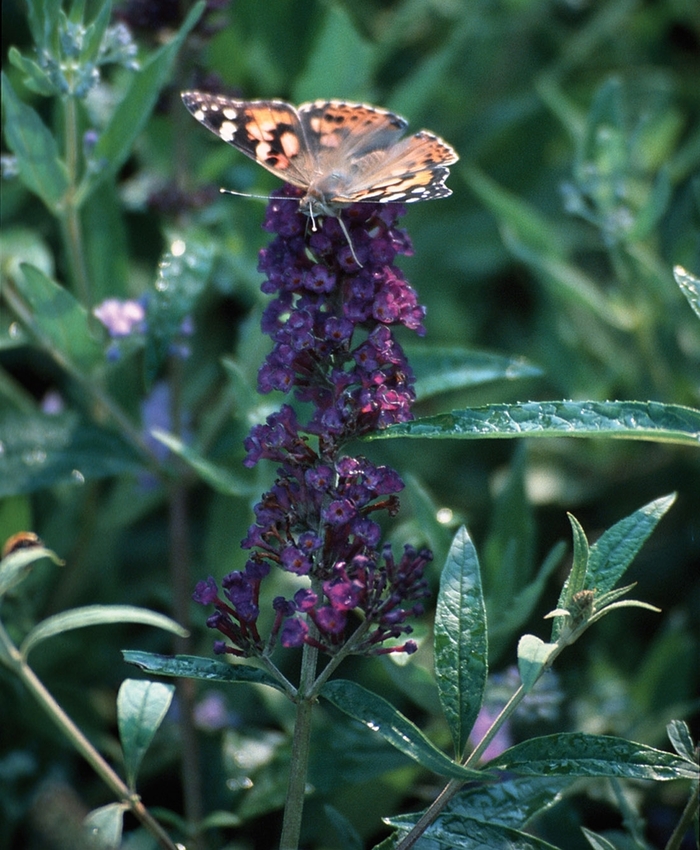 'Black Knight' Butterfly Bush - Buddleia davidii from 93 Nursery