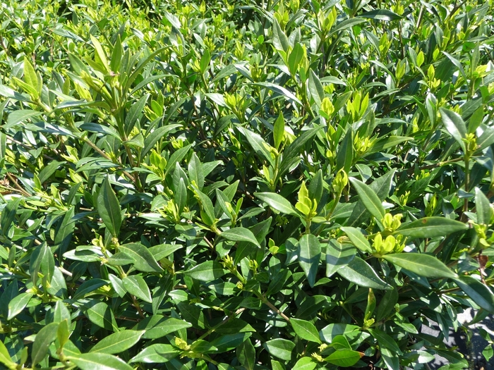 'Frost Proof' - Gardenia jasminoides from 93 Nursery