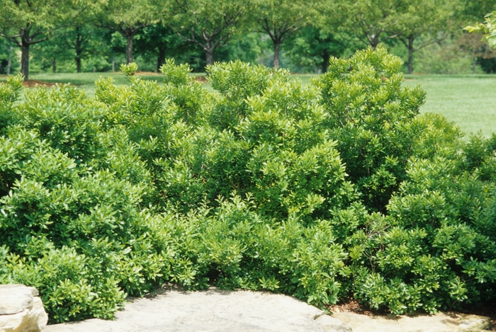 Dwarf Wax Myrtle - Myrica pusilla COPY from 93 Nursery